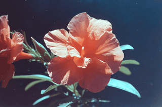 Scarlet Bloom: flowers, macro — AI-generated Photorealistic image made with Midjourney