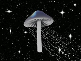 Cosmic Mushroom Collage: mushroom, stars — AI-generated Concept Art image made with Midjourney