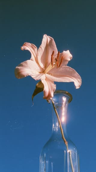 Lily Against Deep Blue: flowers, film grain — AI-generated Photorealistic image made with Midjourney
