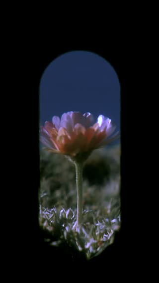 Keyhole Daisy: pink daisy, arch — AI-generated Photorealistic image made with Midjourney